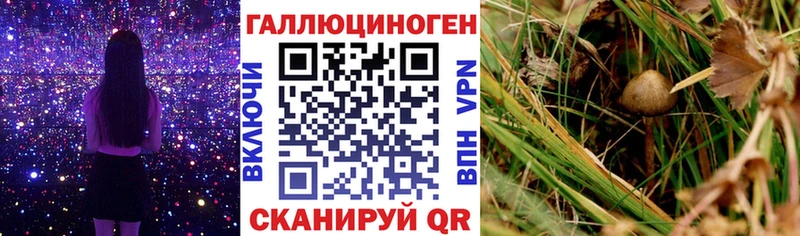 Галлюциногенные грибы мицелий  darknet какой сайт  Чёрмоз 